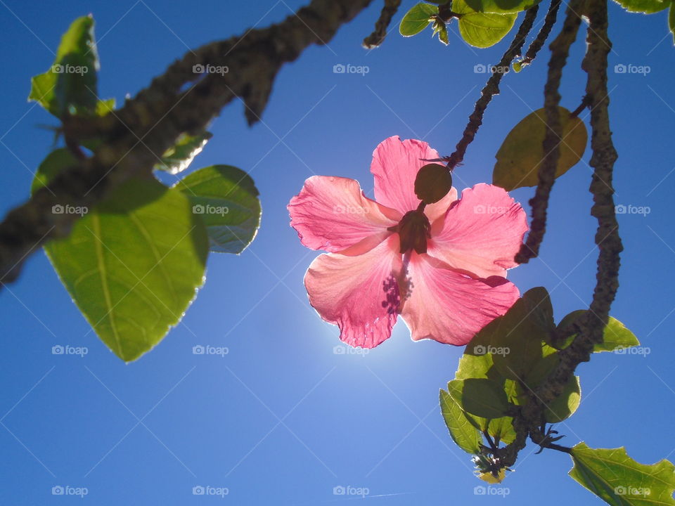 PLANT, NATURE, FLOWER, HIBISCOS.