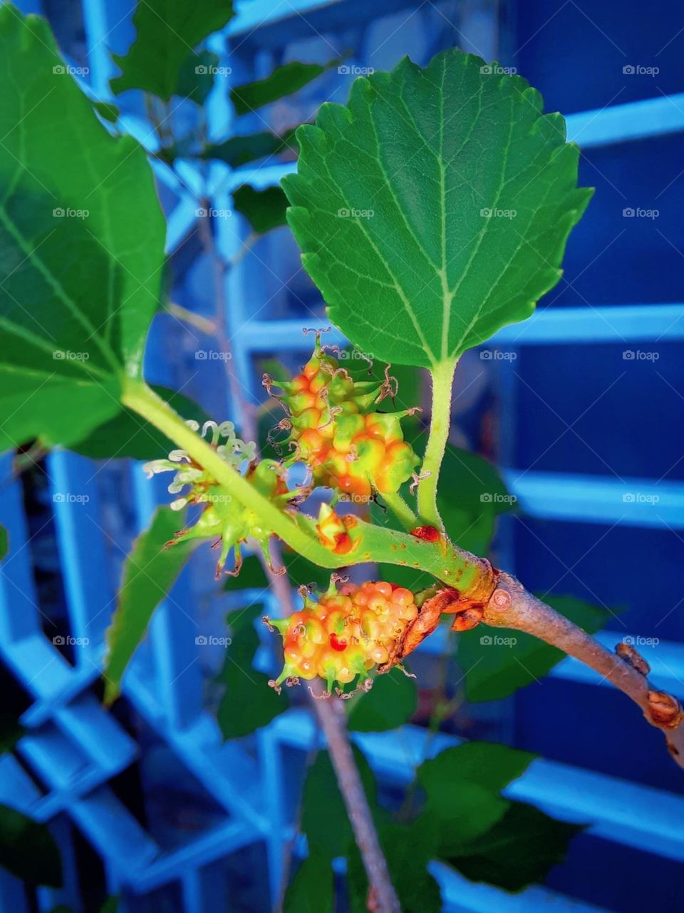 mulberry plant in bloom and fruit