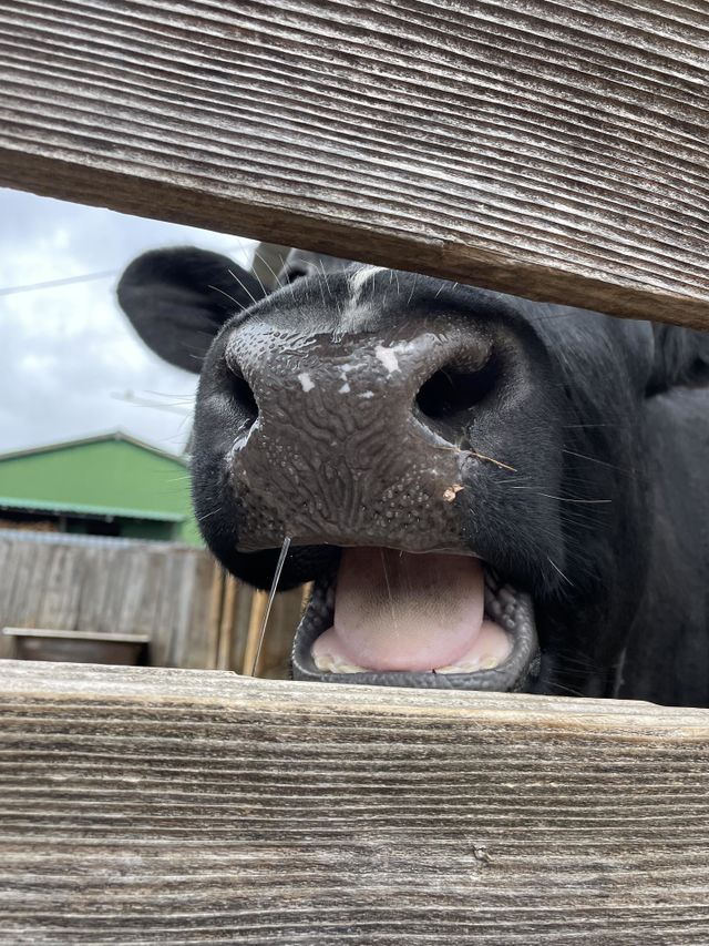 Cow