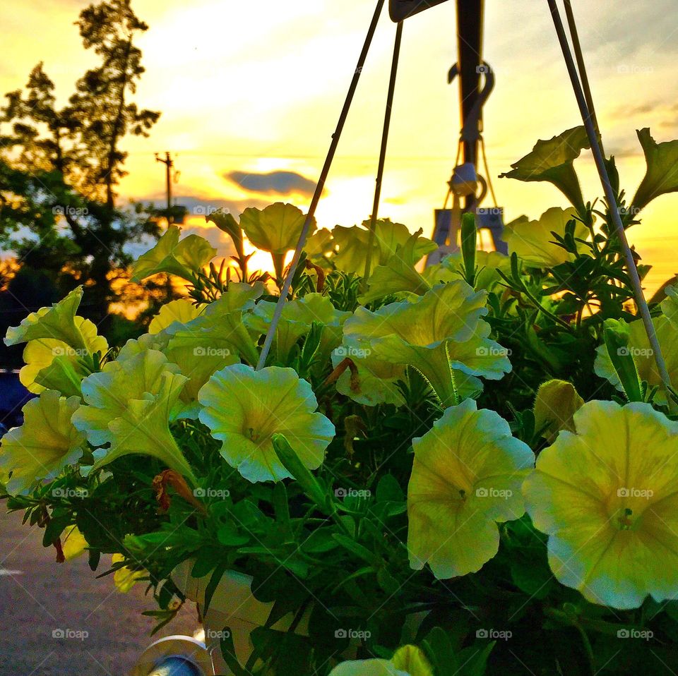 Flowers at Sunset