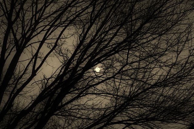 Forest in the moonlight