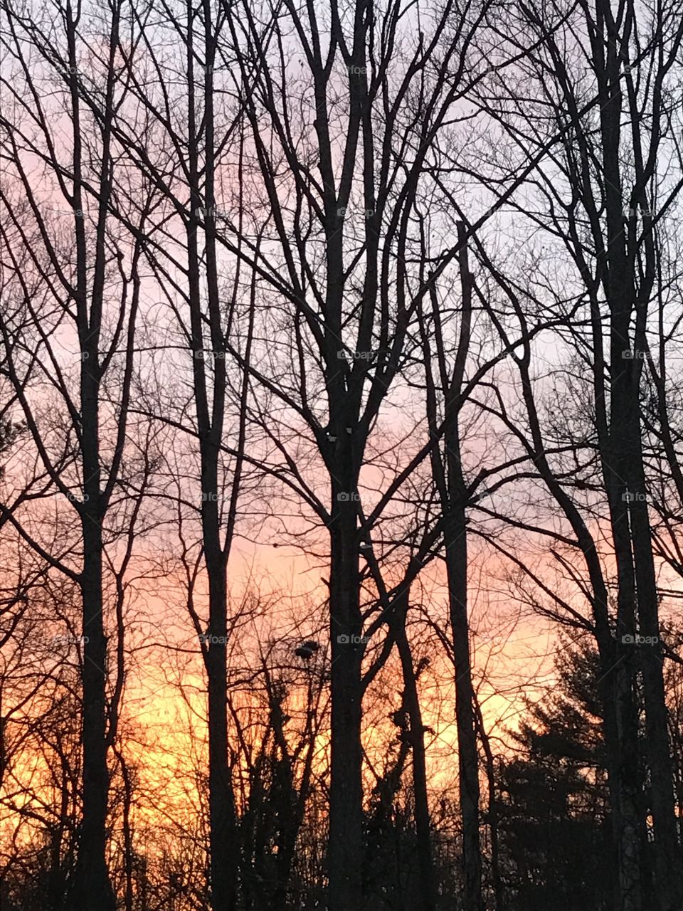 Sunset trees