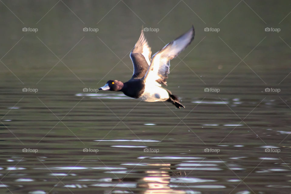 Duck flying over a pond