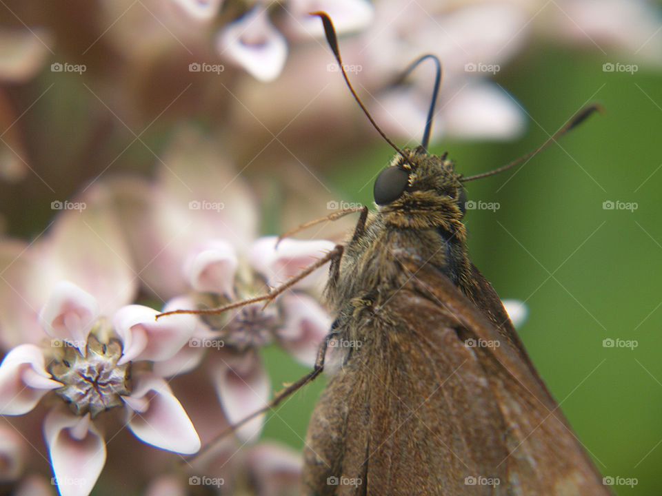 Butterfly on milkweed flower