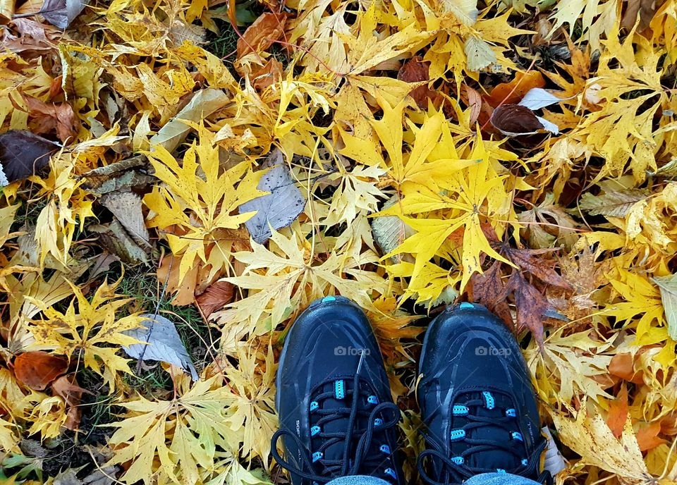 yellow leaves on the ground