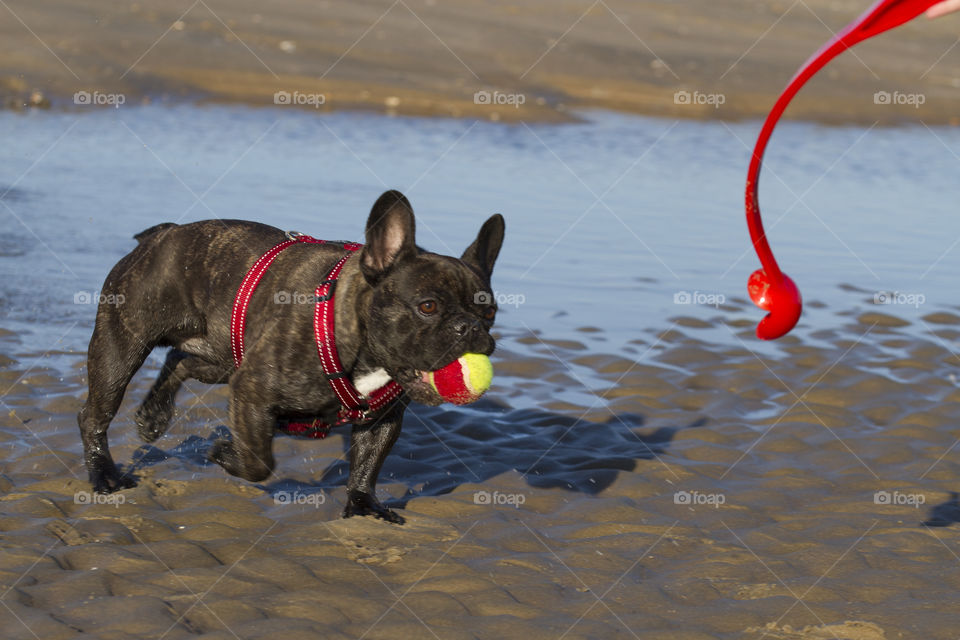 Playing fetch