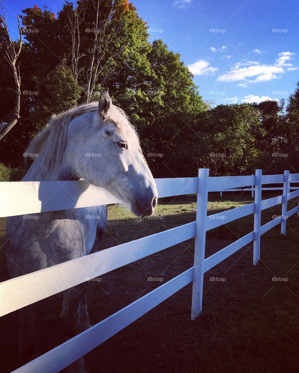 White beauty along Fenceline