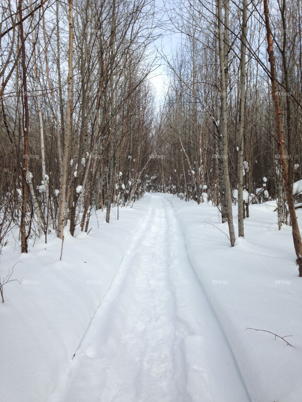 Snowshoe trail. Snowshoeing crisp winter day