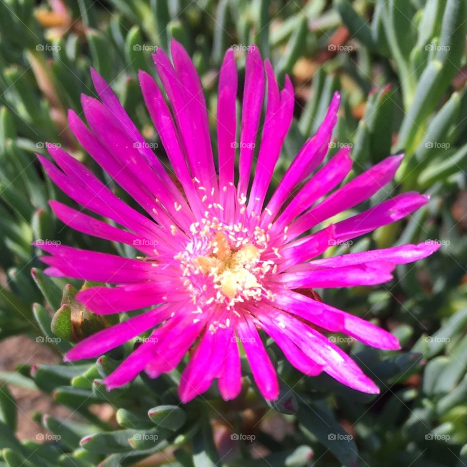 🌹 🇺🇸 Very beautiful flowers to brighten our day.  Live nature and its beauty. Did you like the delicate petals? / 🇧🇷 Flores muito bonitas para alegrar nosso dia. Viva a natureza e sua beleza. Gostaram das pétalas delicadas? 