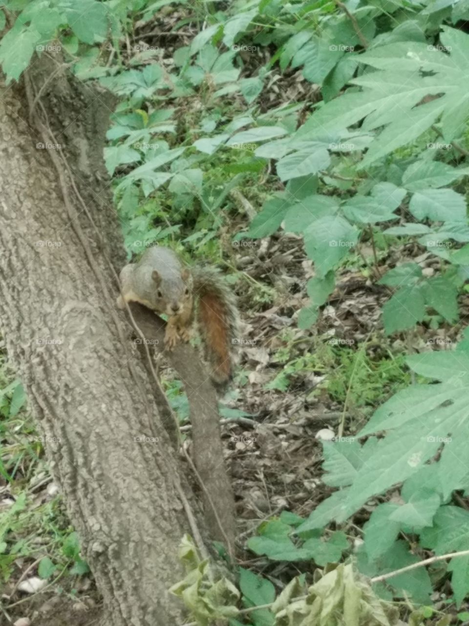 squirrel looking at me
