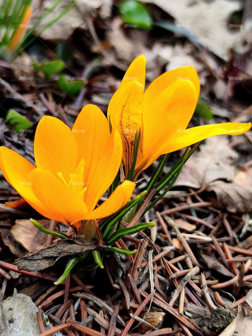 The beginning of spring.  Spring flowers.  Yellow crocuses (saffron)