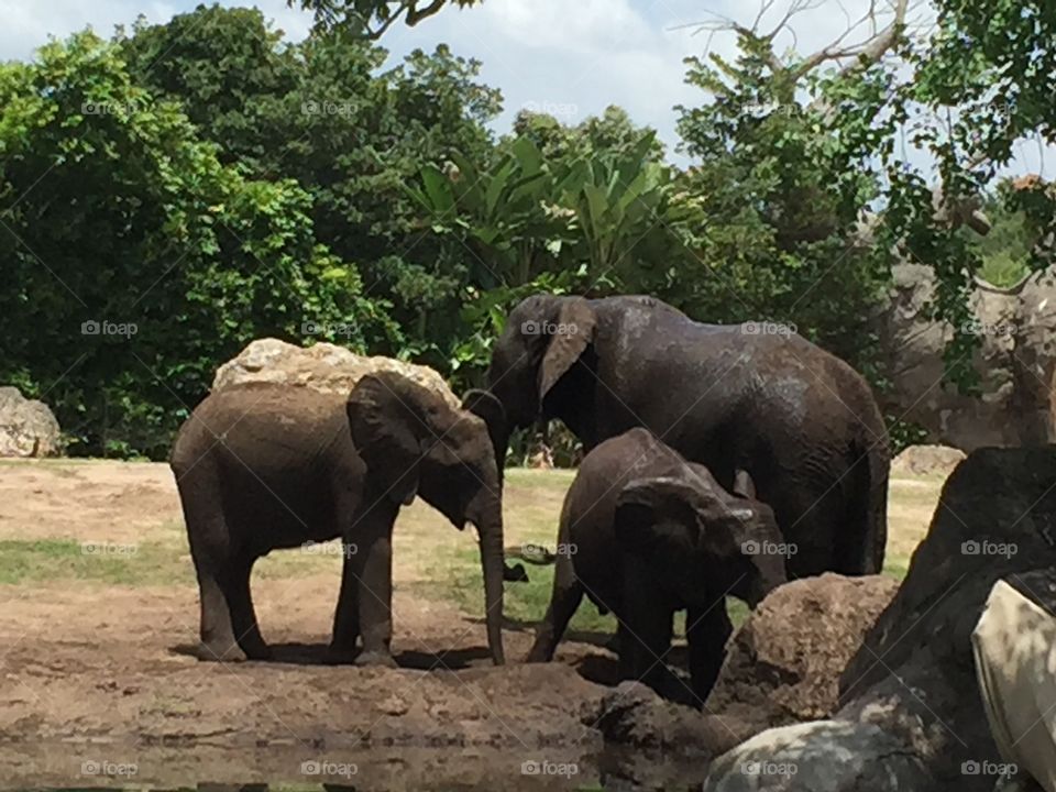 Family of Elephants 
