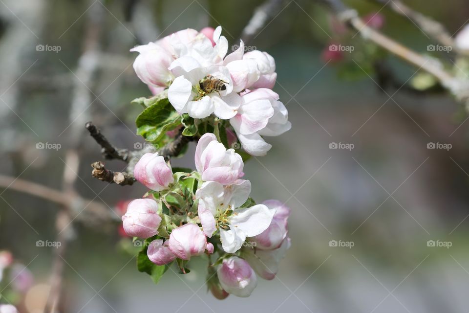 apple blossom