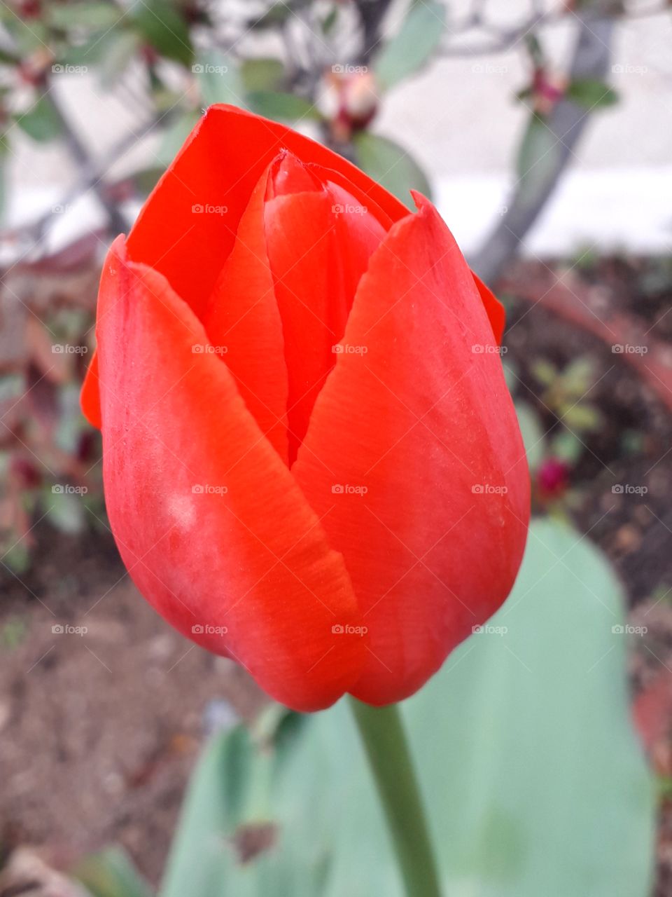 Beautiful red tulip on the ground near the office building in South Korea.