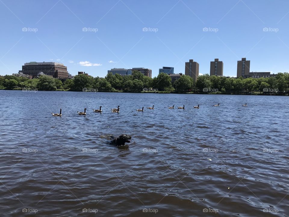 Swimming with geese