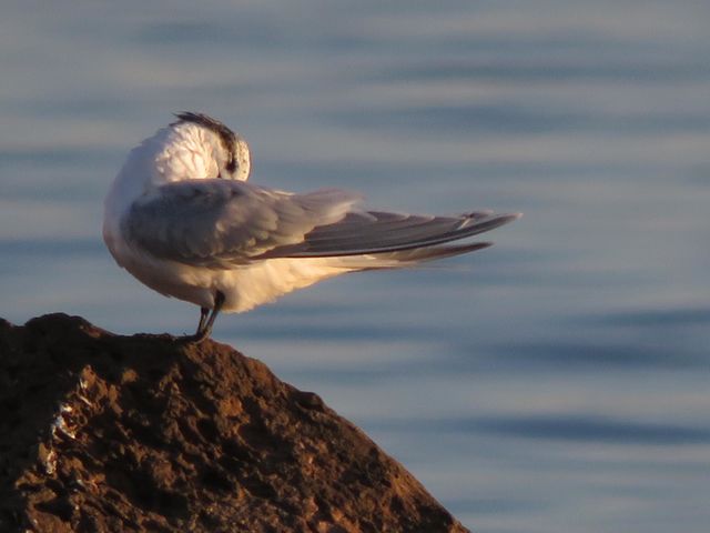 Bird's