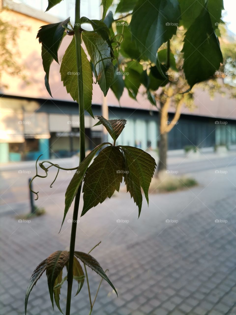 🌿  Parthenocissus 
Bush Creeper
Scrub Virginia
💚 Close Up of Beautiful  Vine Leaves