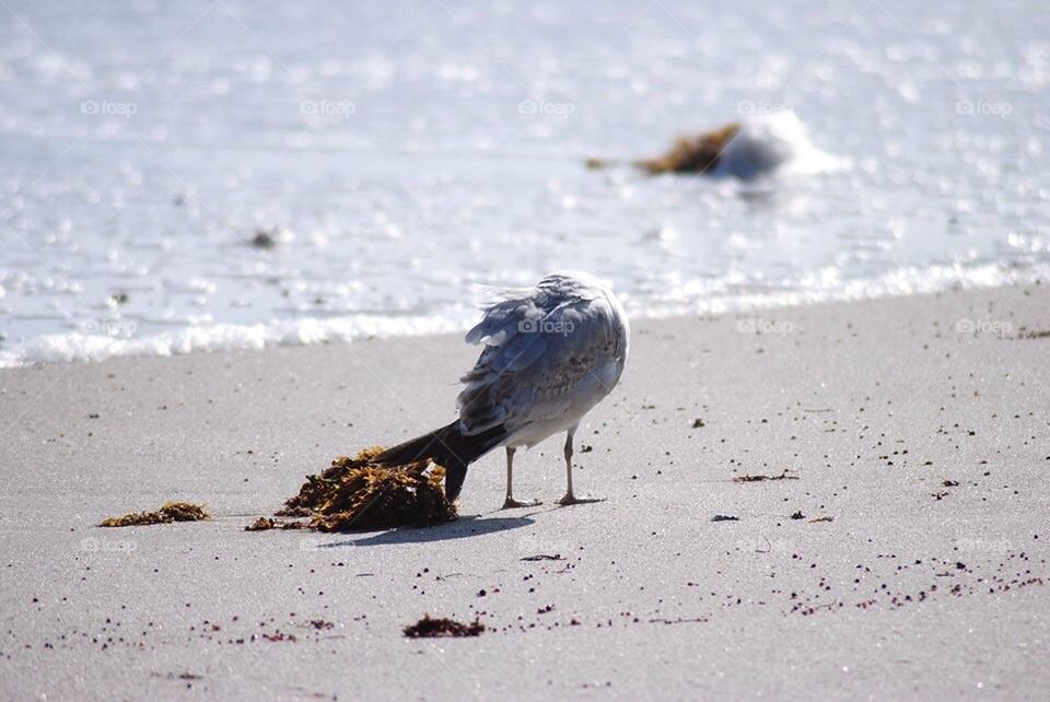 Headless Seagull