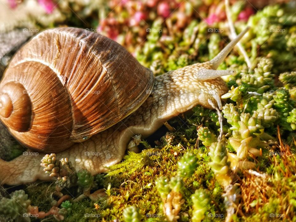 snail