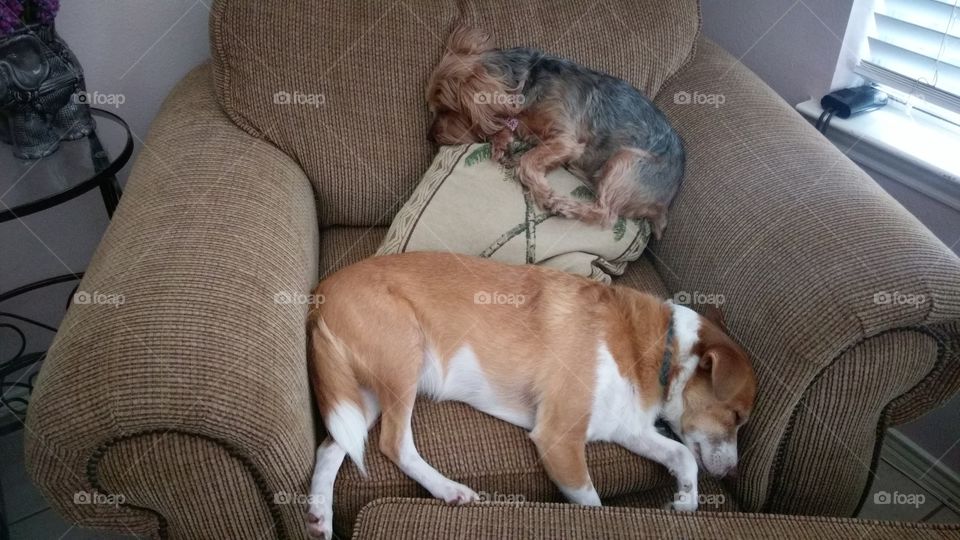 Lazy Pets!
