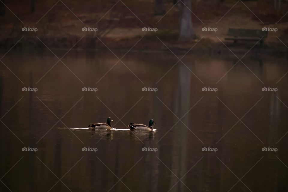 Once upon a pair of ducks, ...   Lake Wheeler Park, Raleigh, North Carolina. 