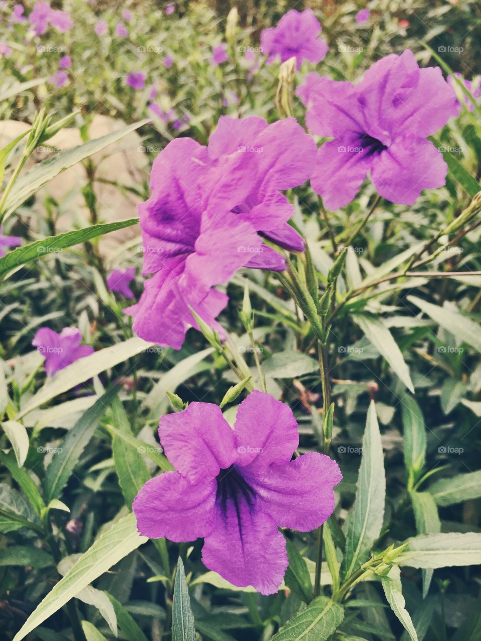 Purple flowers