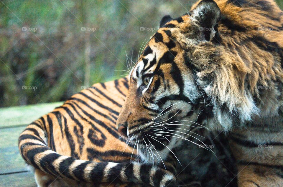 Tiger looking majestic