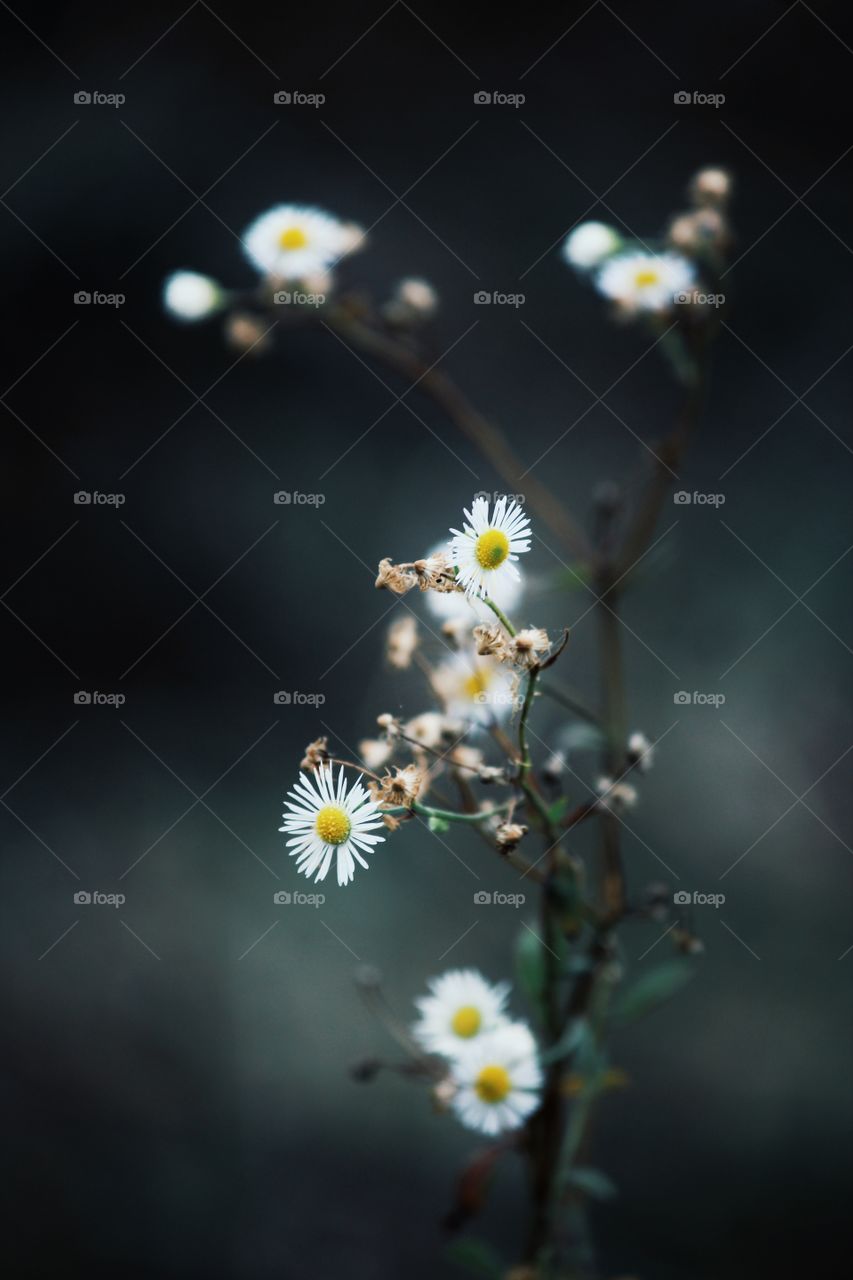 Close up shot of beautiful chamomile flowers in nature