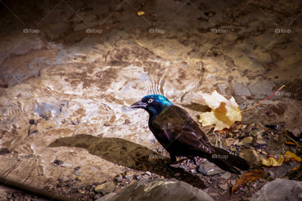 Common grackle drinking water from the strim