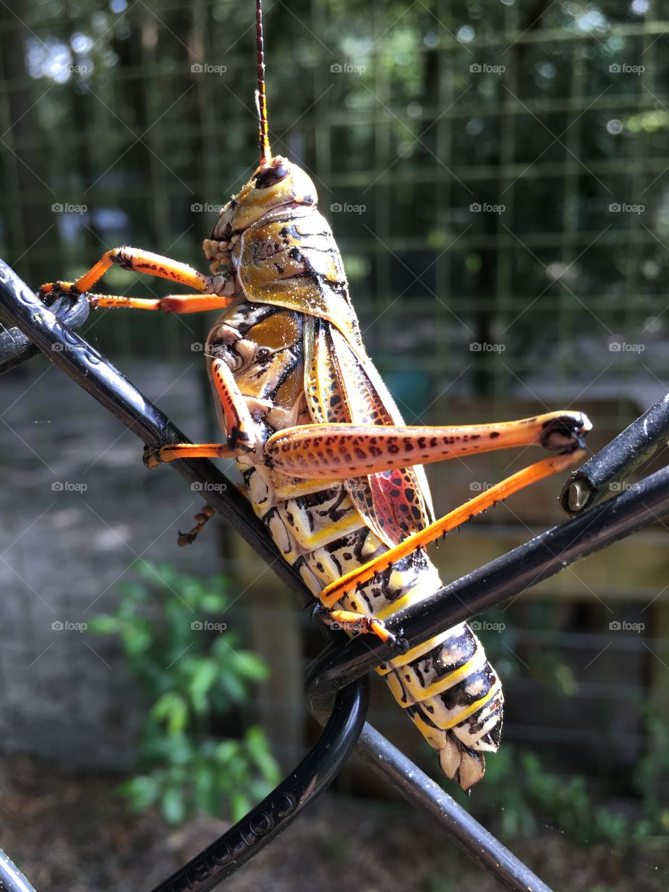 Grasshopper on a fence 