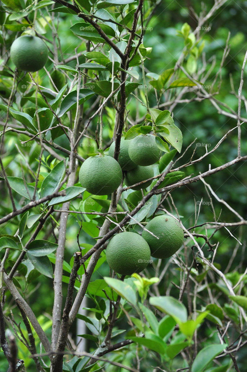 Sri Lankan Pani dodam