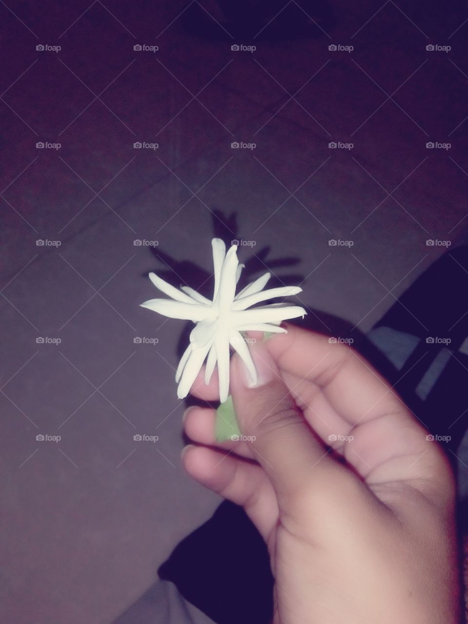 beautiful white flower on hand