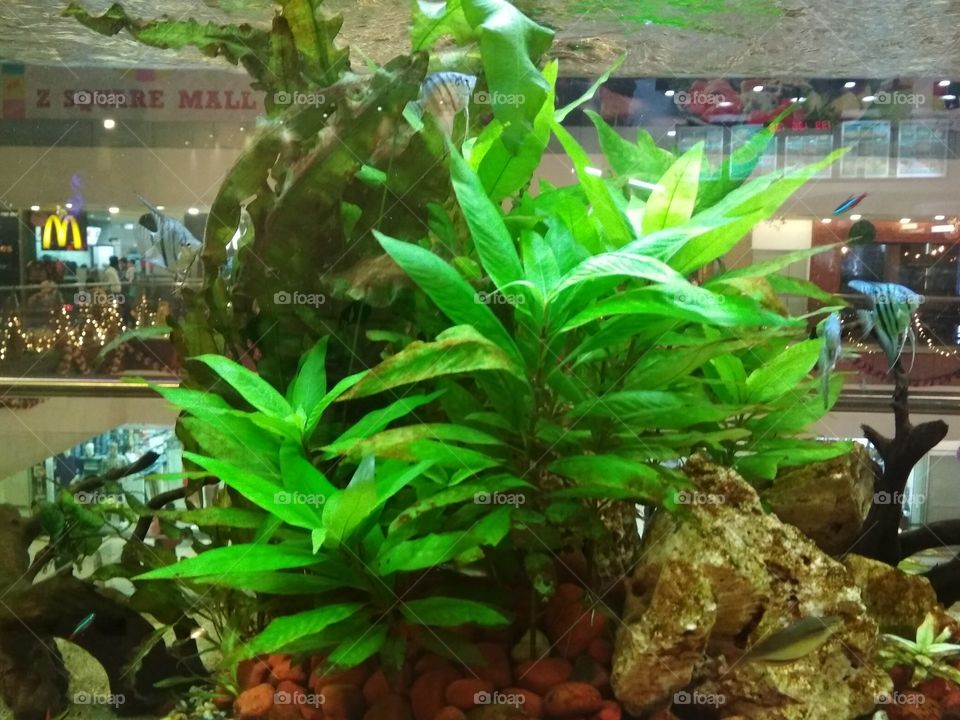 Aquarium