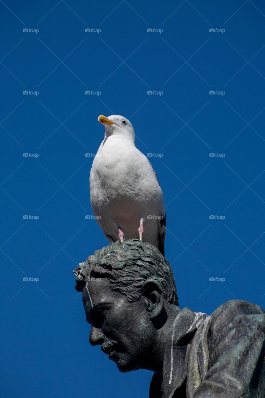 Seagull on top of Steinbeck’s statue 