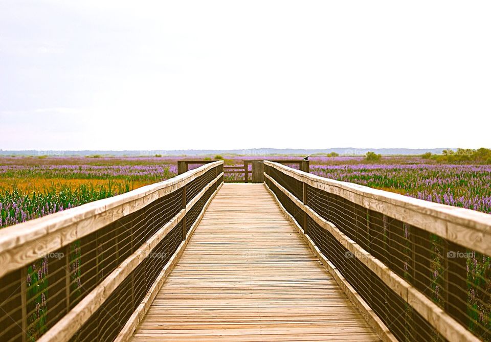 Paynes prairie. Florida