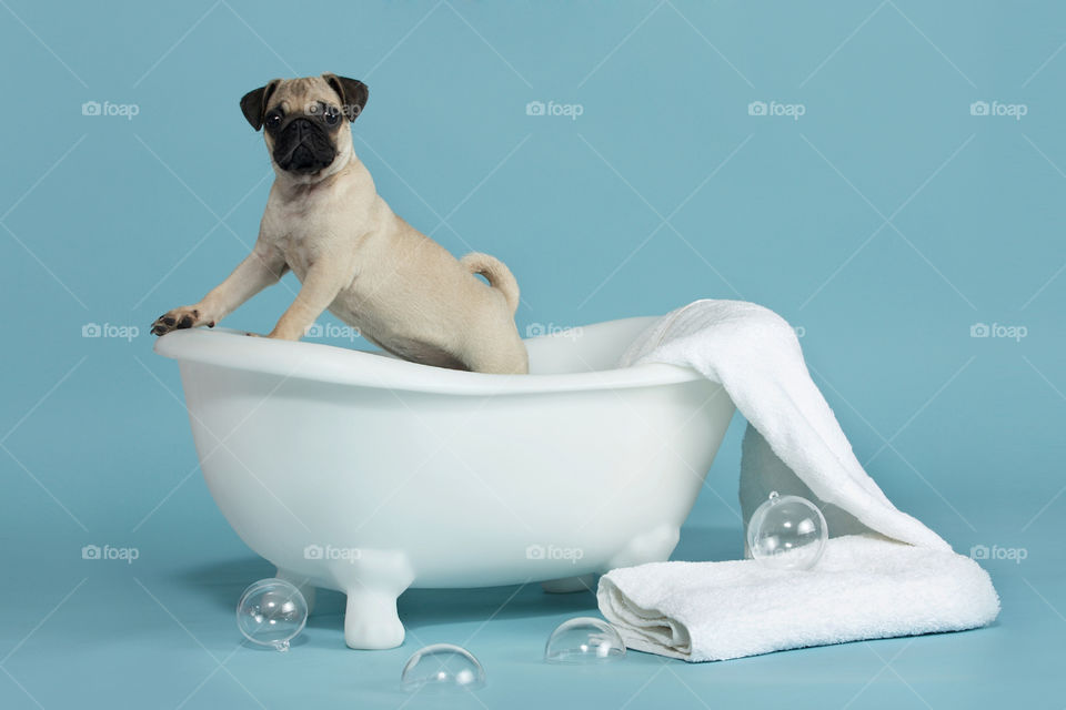 Pug dog in a tub