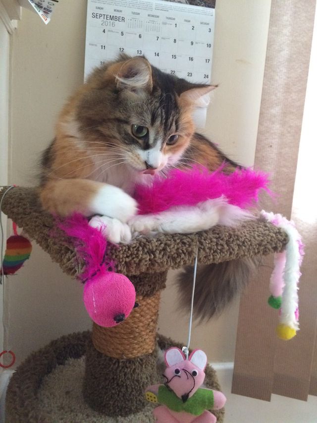 Cat relax 