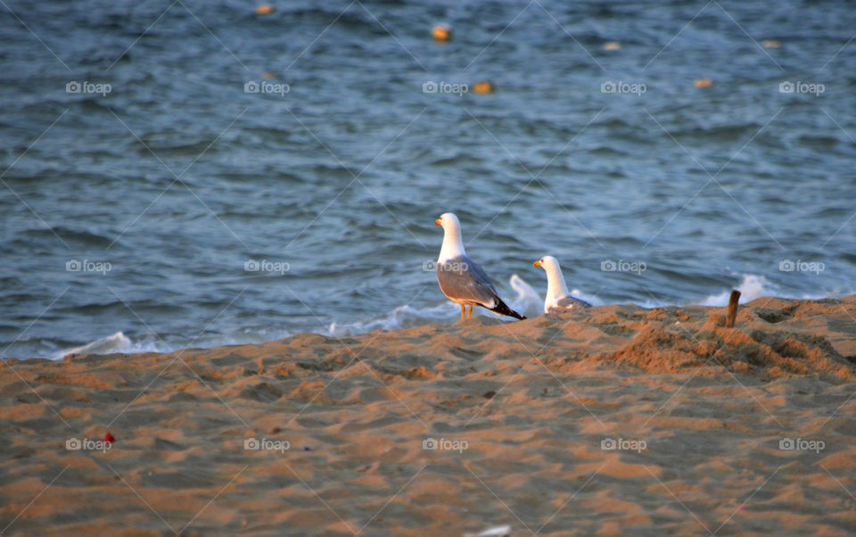 seagulls on the shore