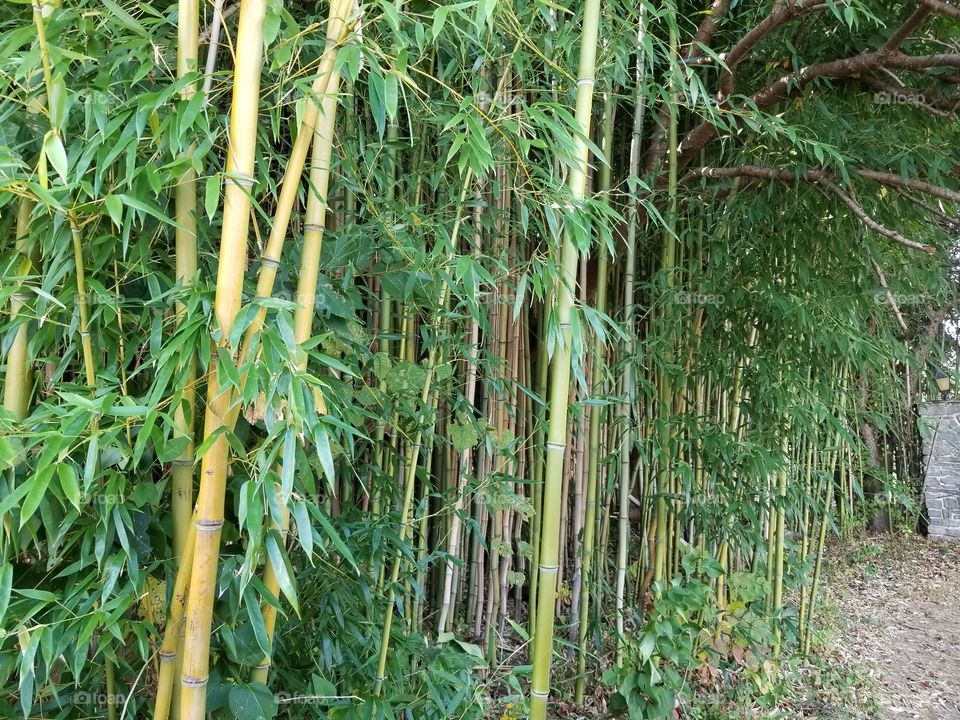 A picturesque setting of an old bamboo forest in a nearby neighborhood