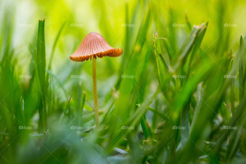 Zoomed in - a closeup of a small single mushroom growing in between green grass. Love the details on the mushroom!