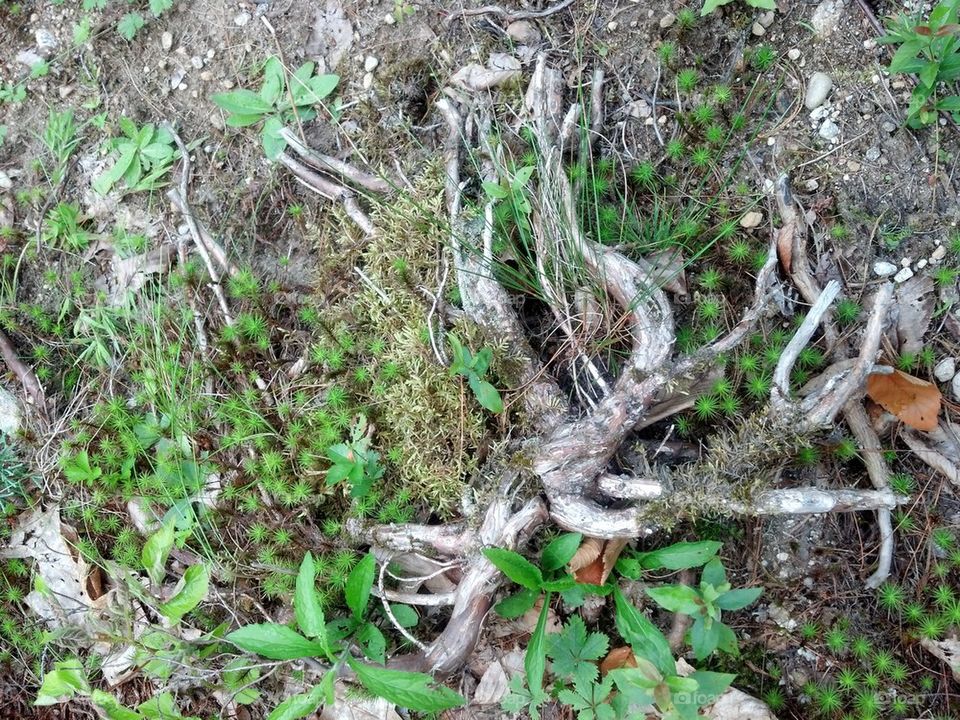 intertwined branches