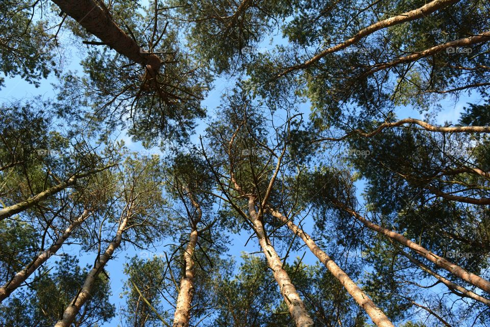 Tree, Wood, Landscape, Nature, Branch