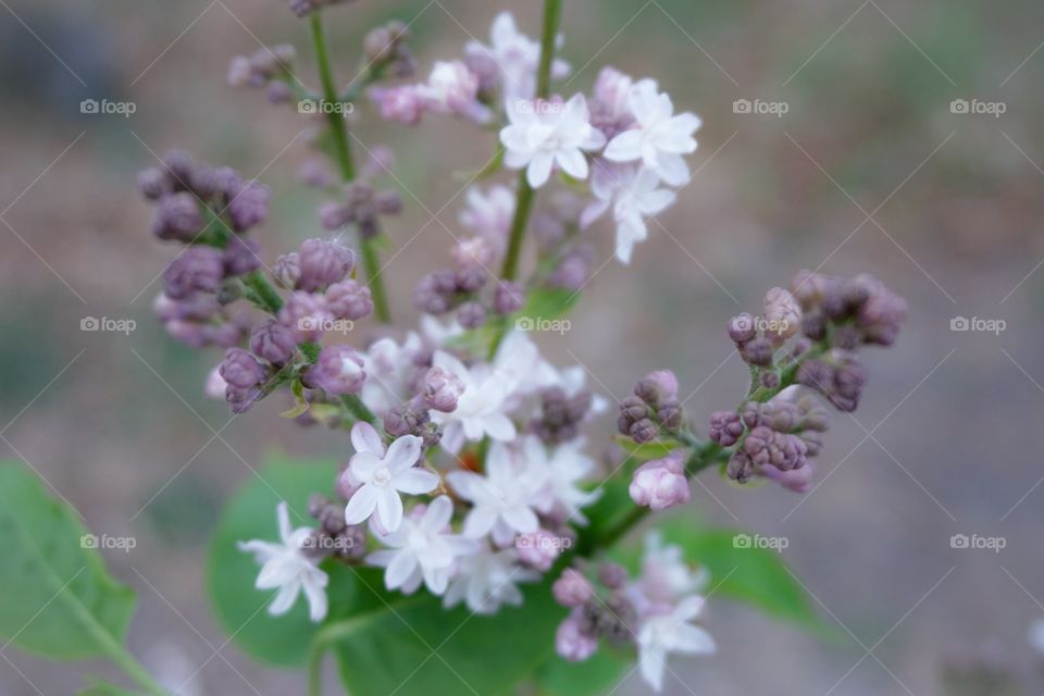 High angle view of lilac