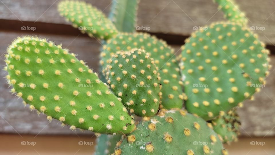 Cactus