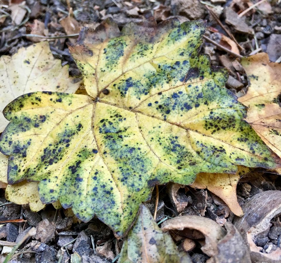 Leaf Fall