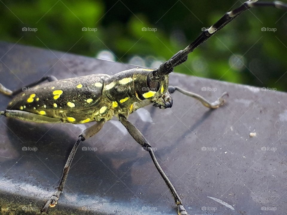 long horn beetle