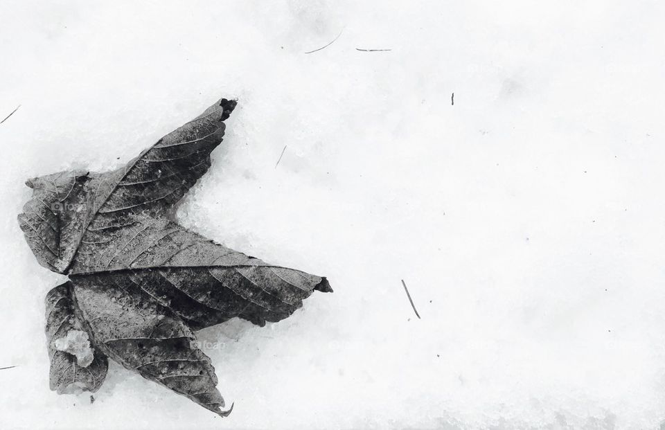 Dry leaf on snow