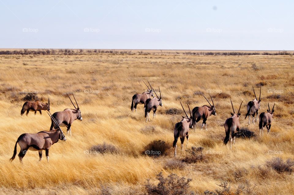 gemsbok