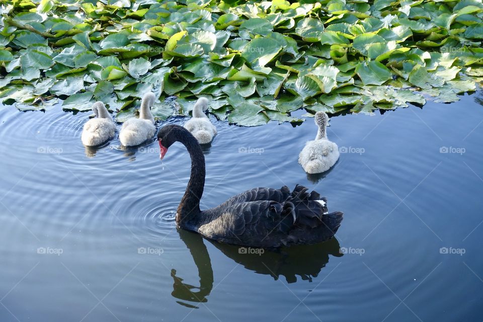 Black swan’s family is drinking water. A parent is protecting the cygnets.
