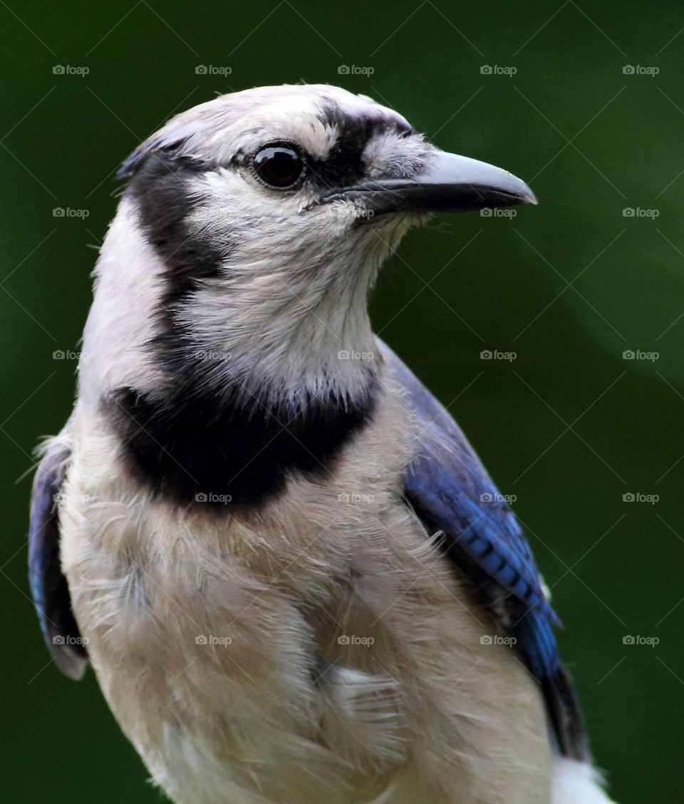Blue Jay Portrait